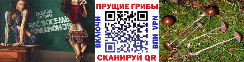 Псилоцибиновые грибы GOLDEN TEACHER Новое Девяткино